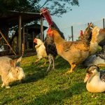 71-Year-Old Man Beaten After Trying To Defend Animals