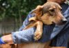 dog being carried by a worker with safety gloves on