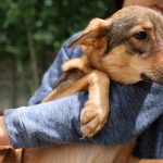 dog being carried by a worker with safety gloves on