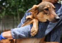 dog being carried by a worker with safety gloves on