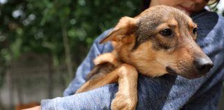 dog being carried by a worker with safety gloves on