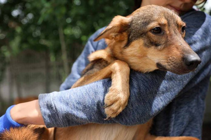 dog being carried by a worker with safety gloves on