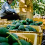 Crates of avocados with person in background.