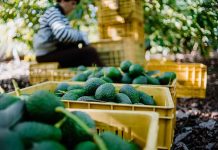 Crates of avocados with person in background.