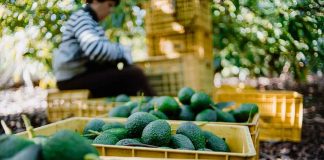 Crates of avocados with person in background.