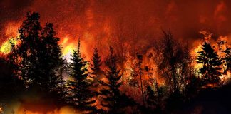 Trees burning in a forest fire at night.