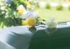 Two flowers on a casket at a funeral