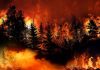Trees burning in a forest fire at night
