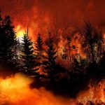 Trees burning in a forest fire at night