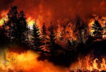 Trees burning in a forest fire at night