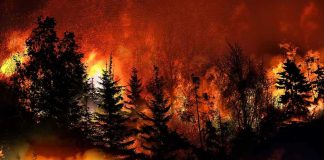 Trees burning in a forest fire at night