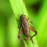 Close-up of a cricket perched on a green leaf