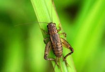 Close-up of a cricket perched on a green leaf