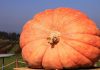 A large orange pumpkin displayed in a field