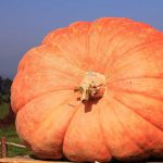 Toxic Panic Grips Thanksgiving Tables A large orange pumpkin displayed in a field