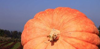 Toxic Panic Grips Thanksgiving Tables A large orange pumpkin displayed in a field