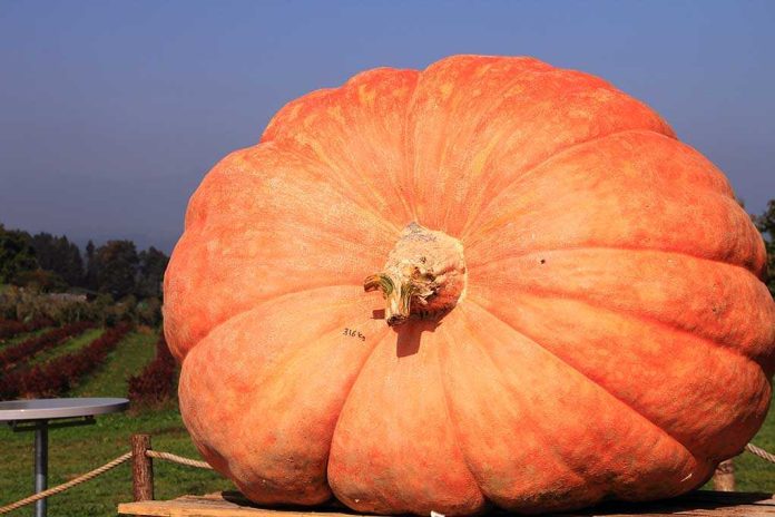 shutterstock_89580886.jpg A large orange pumpkin displayed in a field