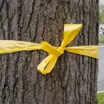 Beach Trees Sabotaged – $147K Bounty Posted Tree trunk with a yellow ribbon tied around it