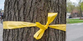 Tree trunk with a yellow ribbon tied around it