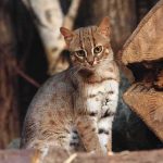Rescue Cat Sparks Stadium Frenzy small spotted wildcat standing among tree logs