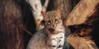 small spotted wildcat standing among tree logs
