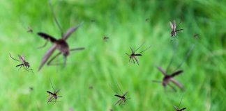 Mosquitoes swarming over green grass