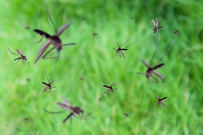 shutterstock_1177290538 Mosquitoes swarming over green grass