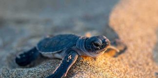 El Niño Rewrites California’s Ocean Map Baby sea turtle crawling on sandy beach