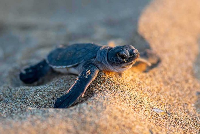 Baby sea turtle crawling on sandy beach