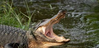 American alligator with open mouth at water’s edge