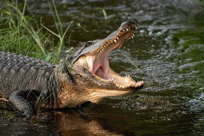 American alligator with open mouth at water’s edge