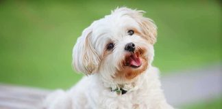AirTag Pings Crack Alaska Mystery Small white fluffy dog lying on a wooden bench outdoors