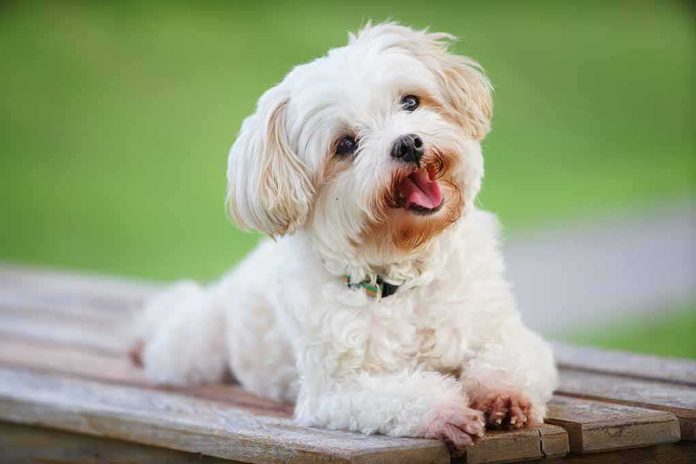 shutterstock_614297156 Small white fluffy dog lying on a wooden bench outdoors